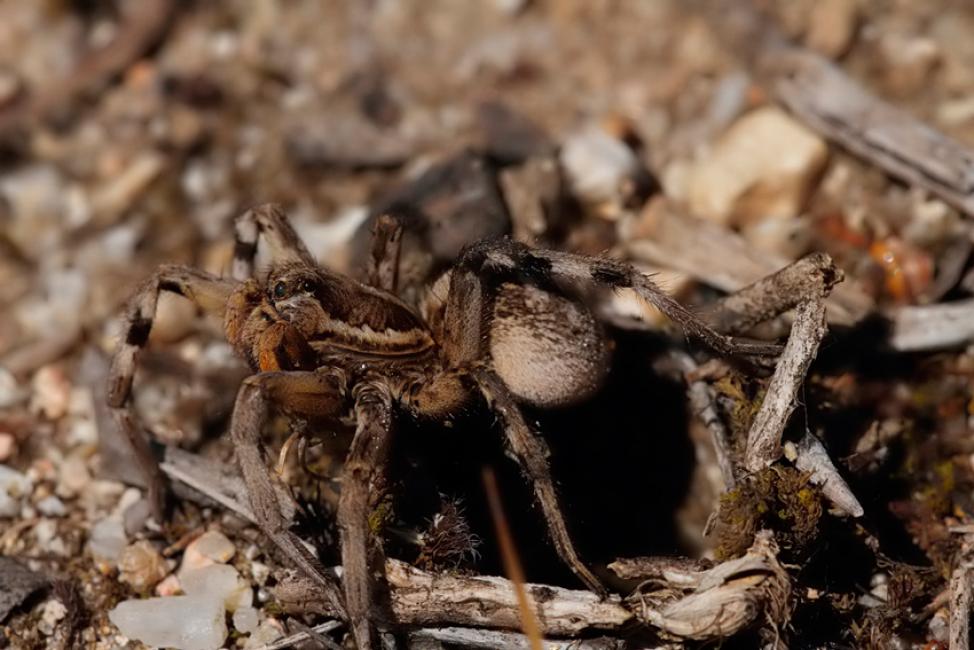 La araña tecla